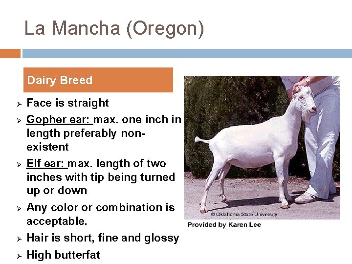 La Mancha (Oregon) Dairy Breed Ø Ø Face is straight Gopher ear: max. one