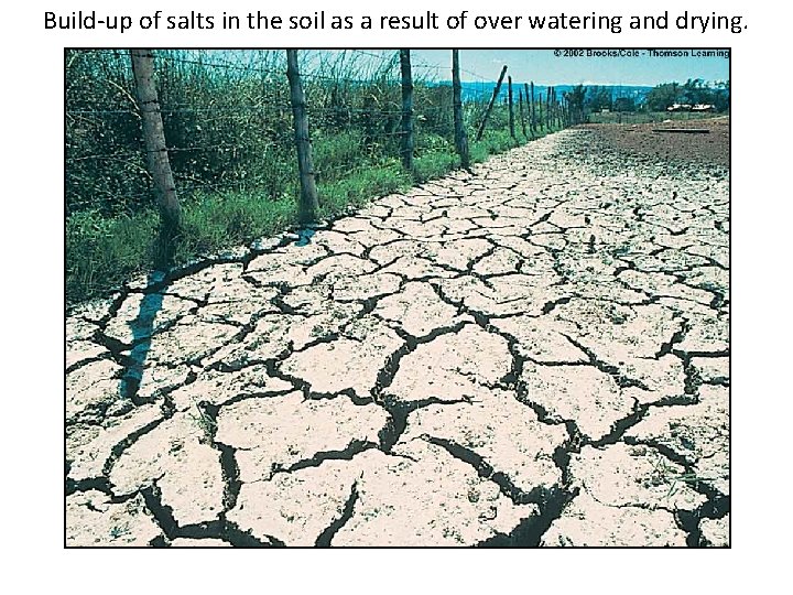 Build-up of salts in the soil as a result of over watering and drying.