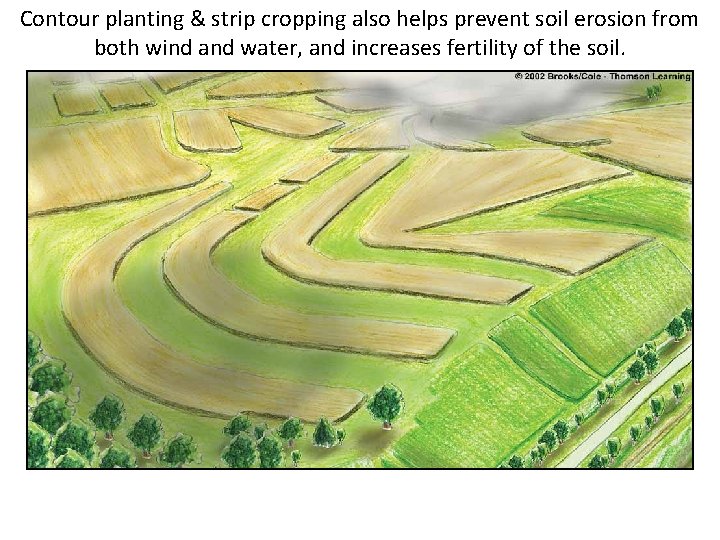 Contour planting & strip cropping also helps prevent soil erosion from both wind and