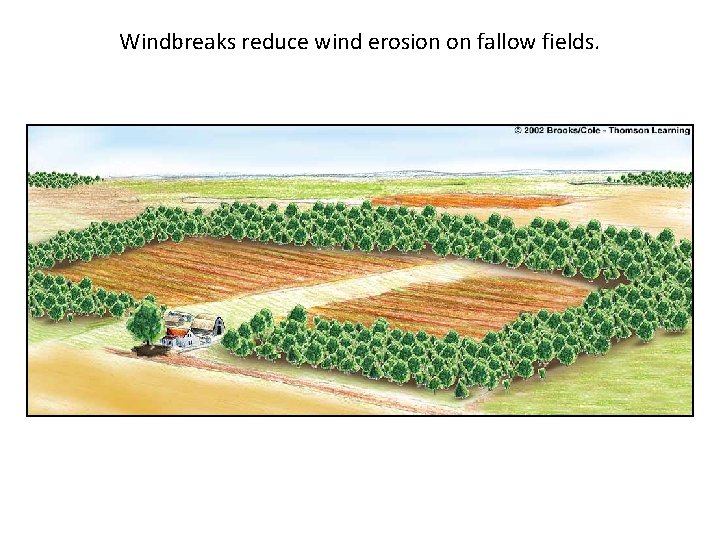 Windbreaks reduce wind erosion on fallow fields. 