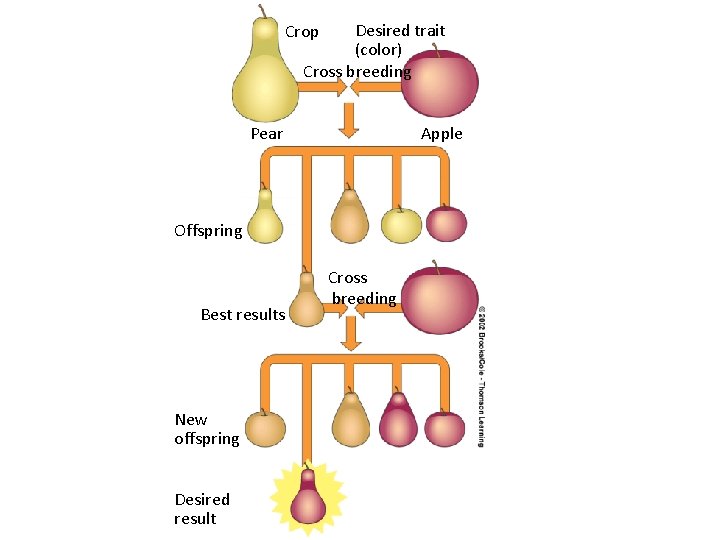 Desired trait (color) Cross breeding Crop Pear Apple Offspring Best results New offspring Desired