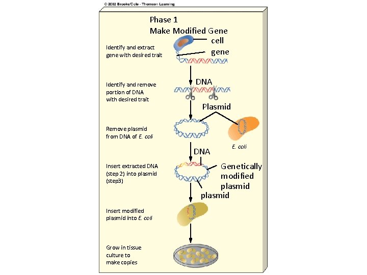 Phase 1 Make Modified Gene cell Identify and extract gene with desired trait Identify