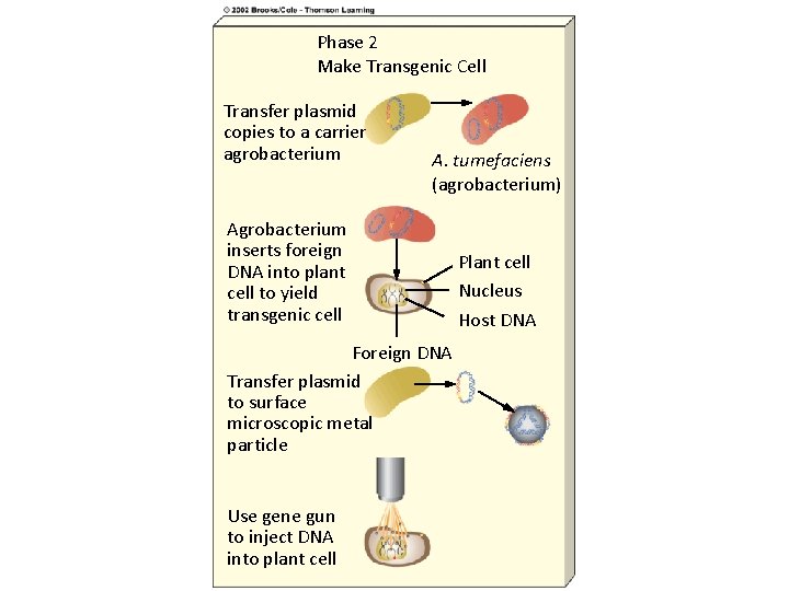 Phase 2 Make Transgenic Cell Transfer plasmid copies to a carrier agrobacterium A. tumefaciens