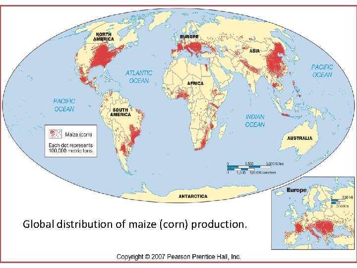 Global distribution of maize (corn) production. 