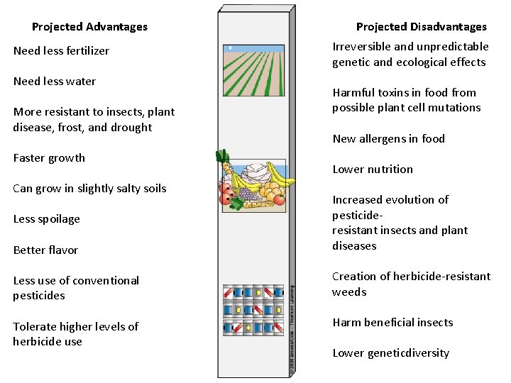 Projected Advantages Need less fertilizer Need less water More resistant to insects, plant disease,
