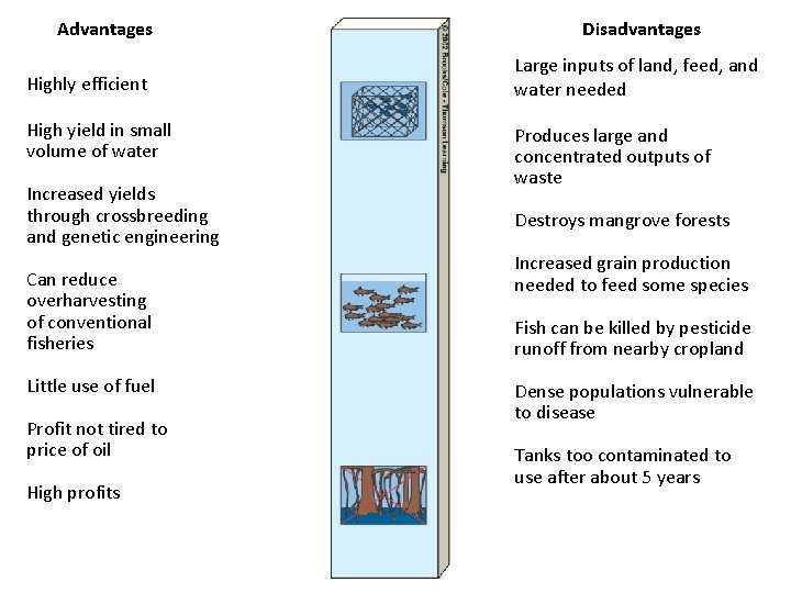 Advantages Highly efficient High yield in small volume of water Increased yields through crossbreeding