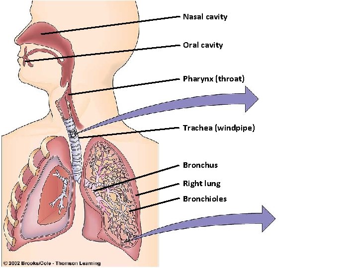 Nasal cavity Oral cavity Pharynx (throat) Trachea (windpipe) Bronchus Right lung Bronchioles 