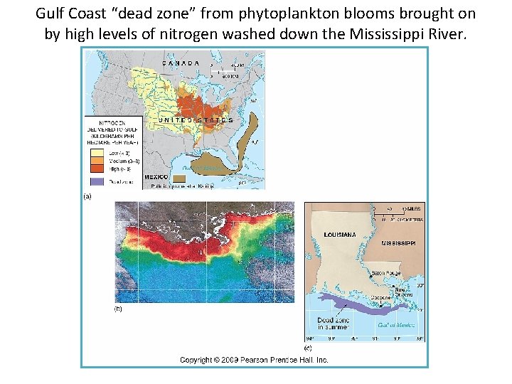 Gulf Coast “dead zone” from phytoplankton blooms brought on by high levels of nitrogen