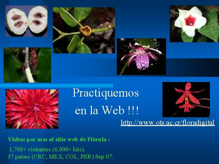 Practiquemos en la Web !!! http: //www. ots. ac. cr/floradigital Visitas por mes al