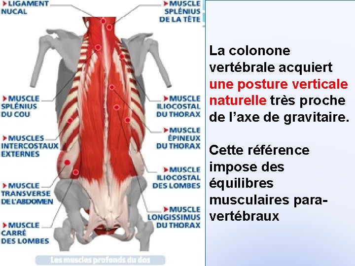 La colonone vertébrale acquiert une posture verticale naturelle très proche de l’axe de gravitaire.