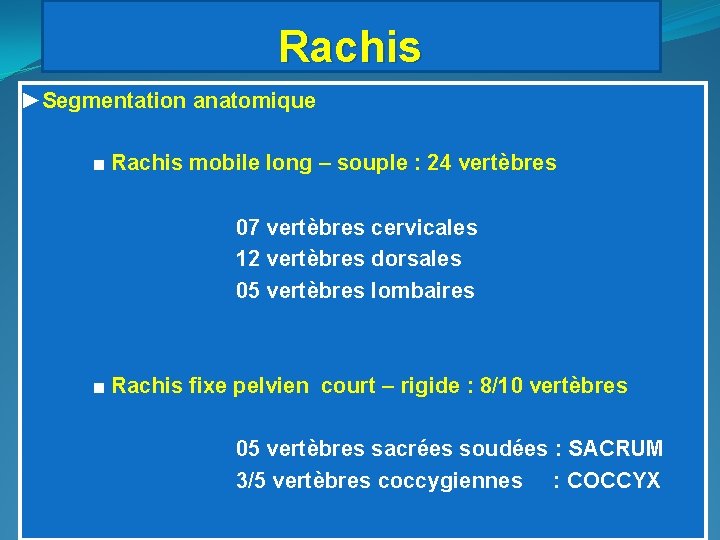 Rachis ►Segmentation anatomique ■ Rachis mobile long – souple : 24 vertèbres 07 vertèbres