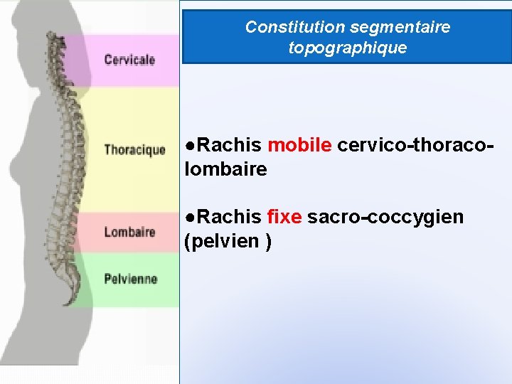 Constitution segmentaire topographique ●Rachis mobile cervico-thoracolombaire ●Rachis fixe sacro-coccygien (pelvien ) 