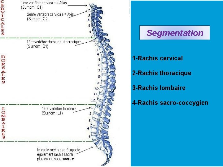 Segmentation 1 -Rachis cervical 2 -Rachis thoracique 3 -Rachis lombaire 4 -Rachis sacro-coccygien 