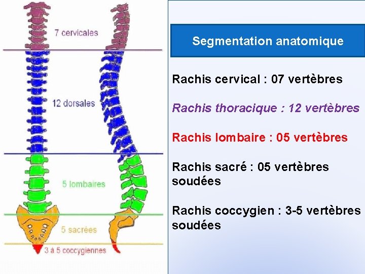 Segmentation anatomique Rachis cervical : 07 vertèbres Rachis thoracique : 12 vertèbres Rachis lombaire