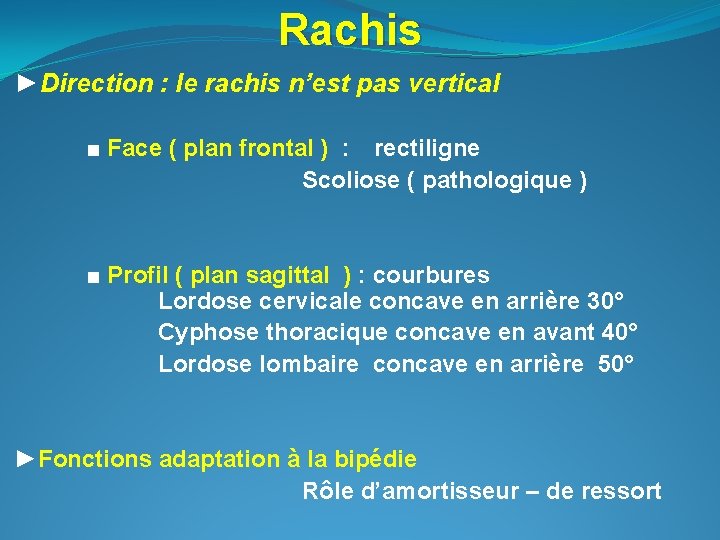 Rachis ►Direction : le rachis n’est pas vertical ■ Face ( plan frontal )