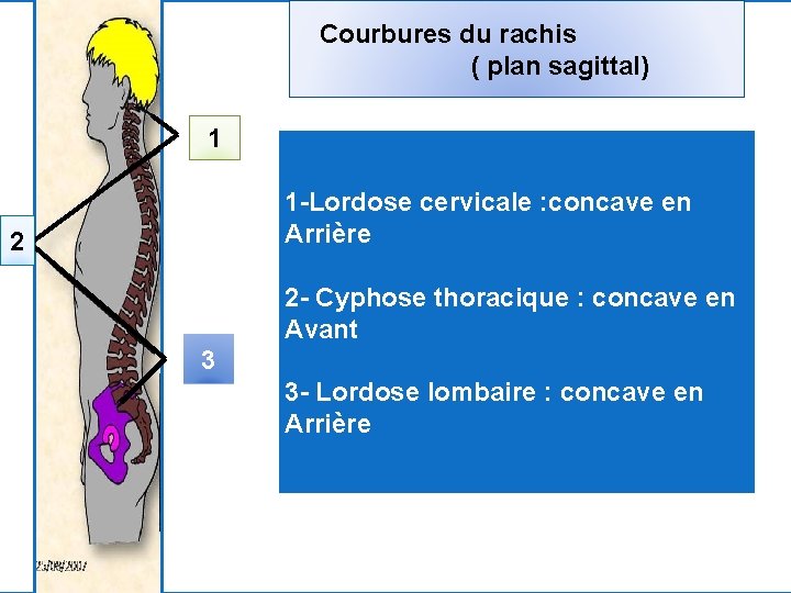 Courbures du rachis ( plan sagittal) 1 1 -Lordose cervicale : concave en Arrière