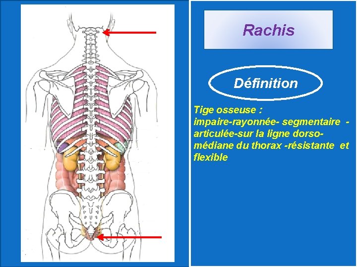 Rachis Définition Tige osseuse : impaire-rayonnée- segmentaire articulée-sur la ligne dorsomédiane du thorax -résistante