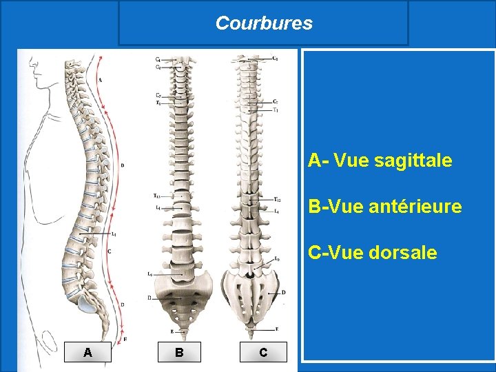 Courbures A- Vue sagittale B-Vue antérieure C-Vue dorsale A B C 