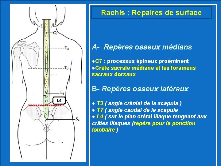 Rachis : Repaires de surface A- Repères osseux médians ●C 7 : processus épineux