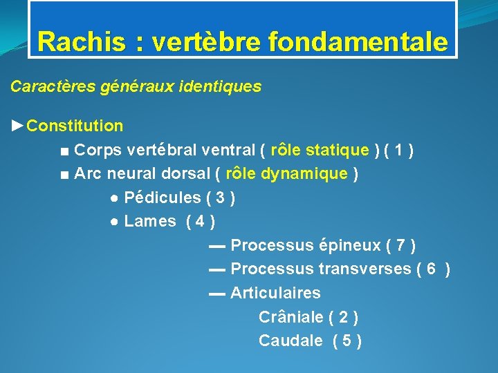 Rachis : vertèbre fondamentale Caractères généraux identiques ►Constitution ■ Corps vertébral ventral ( rôle