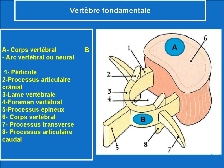 Vertèbre fondamentale A A- Corps vertébral B - Arc vertébral ou neural 1 -