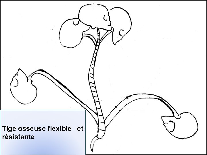 Tige osseuse flexible et résistante 