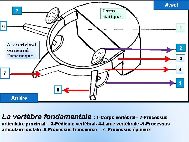 Avant Corps statique 2 6 1 Arc vertébral ou neural Dynamique 2 3 4