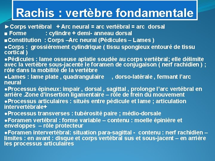 Rachis : vertèbre fondamentale ►Corps vertébral + Arc neural = arc vertébral = arc