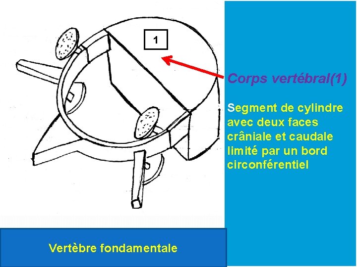 1 Corps vertébral(1) Segment de cylindre avec deux faces crâniale et caudale limité par