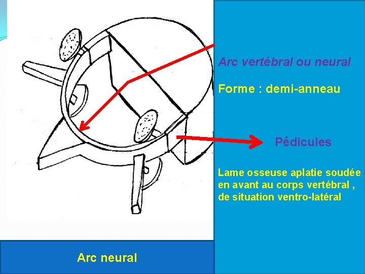 Arc vertébral ou neural Forme : demi-anneau Pédicules Lame osseuse aplatie soudée en avant