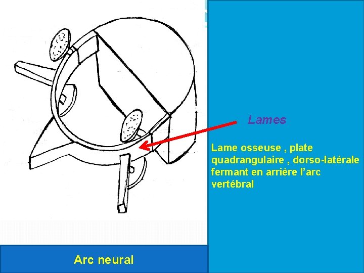 Lames Lame osseuse , plate quadrangulaire , dorso-latérale fermant en arrière l’arc vertébral Arc