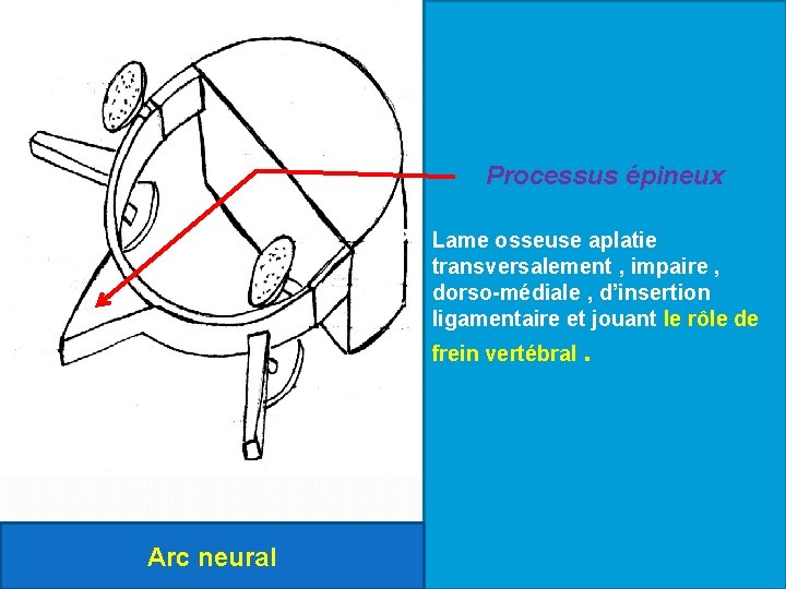 Processus épineux Lame osseuse aplatie transversalement , impaire , dorso-médiale , d’insertion ligamentaire et