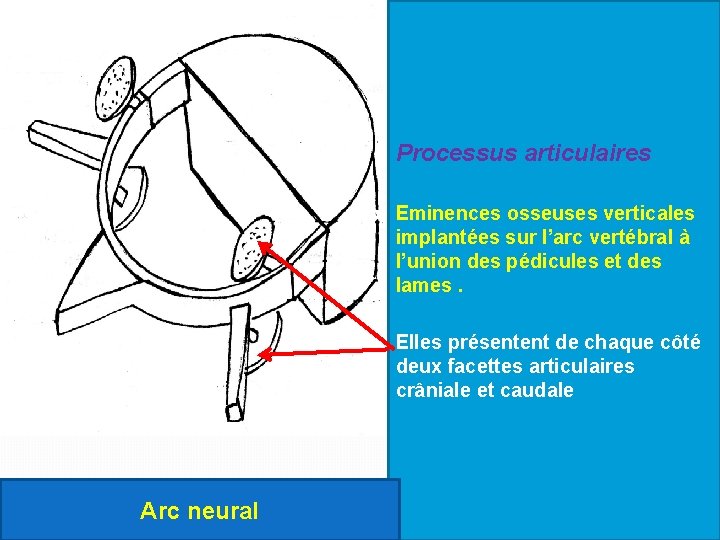 Processus articulaires Eminences osseuses verticales implantées sur l’arc vertébral à l’union des pédicules et