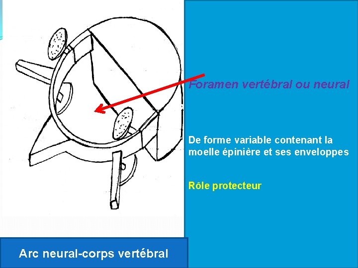 Foramen vertébral ou neural De forme variable contenant la moelle épinière et ses enveloppes