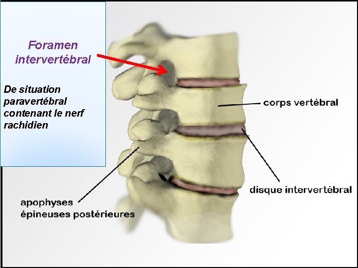 Foramen intervertébral De situation paravertébral contenant le nerf rachidien 