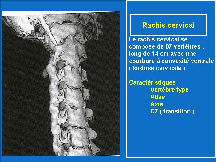 Rachis cervical Le rachis cervical se compose de 07 vertèbres , long de 14