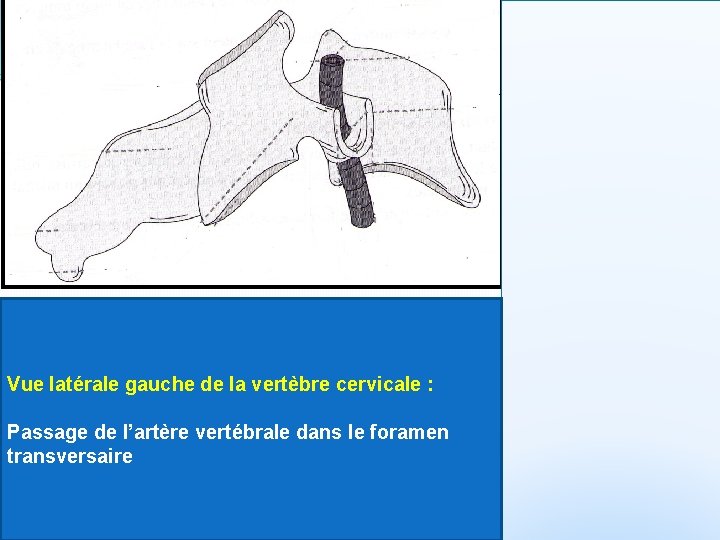 Vue latérale gauche de la vertèbre cervicale : Passage de l’artère vertébrale dans le