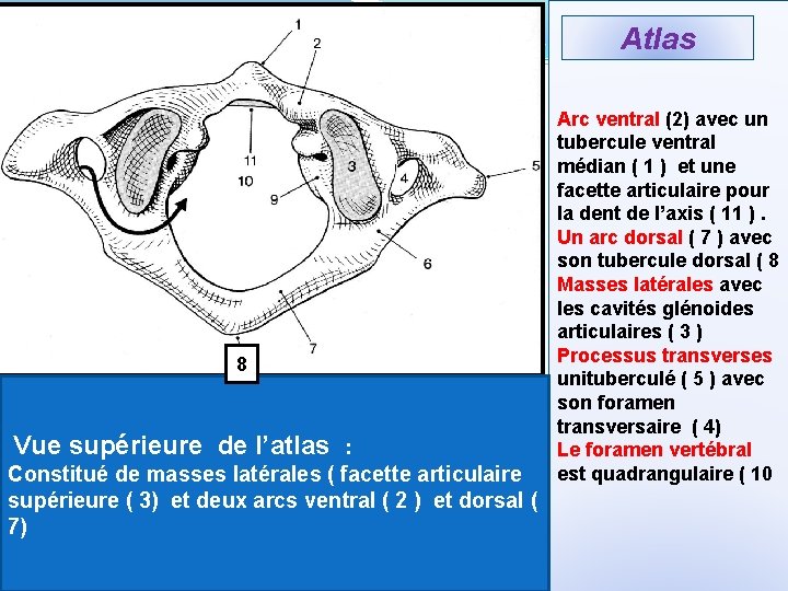 Atlas 8 Vue supérieure de l’atlas : Constitué de masses latérales ( facette articulaire