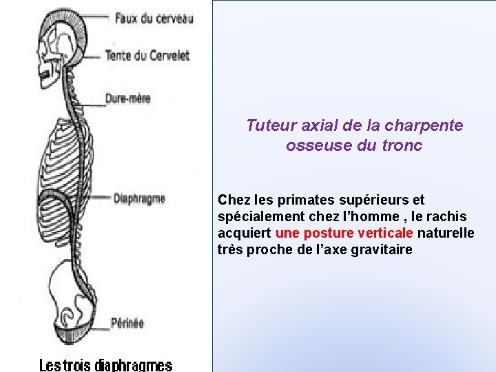 Tuteur axial de la charpente osseuse du tronc Chez les primates supérieurs et spécialement