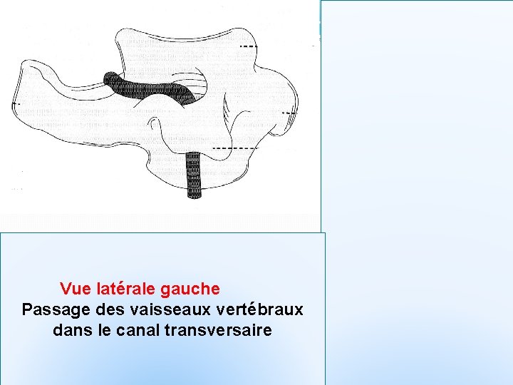 Vue latérale gauche Passage des vaisseaux vertébraux dans le canal transversaire 