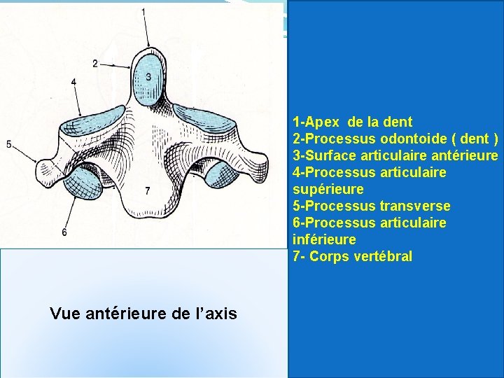 1 -Apex de la dent 2 -Processus odontoide ( dent ) 3 -Surface articulaire