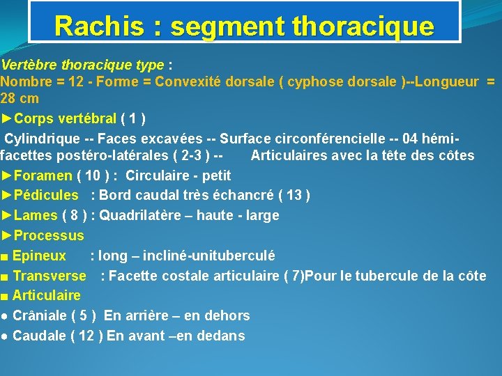 Rachis : segment thoracique Vertèbre thoracique type : Nombre = 12 - Forme =