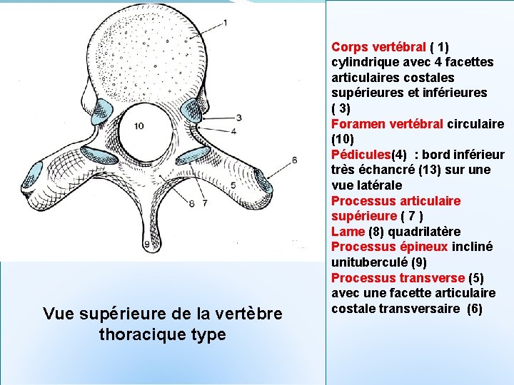 Vue supérieure de la vertèbre thoracique type Corps vertébral ( 1) cylindrique avec 4