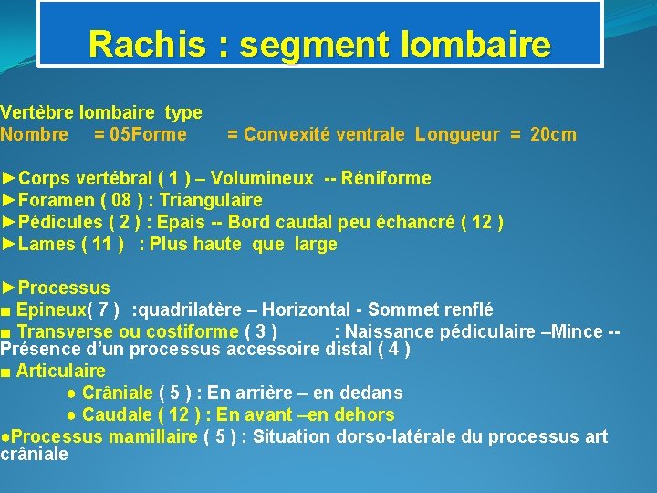 Rachis : segment lombaire Vertèbre lombaire type Nombre = 05 Forme = Convexité ventrale