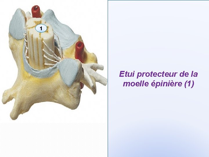 1 Etui protecteur de la moelle épinière (1) 