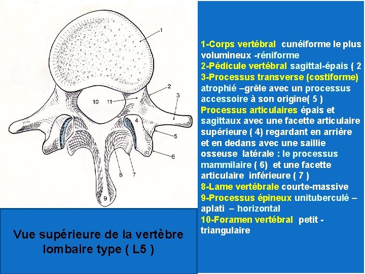Vue supérieure de la vertèbre lombaire type ( L 5 ) 1 -Corps vertébral