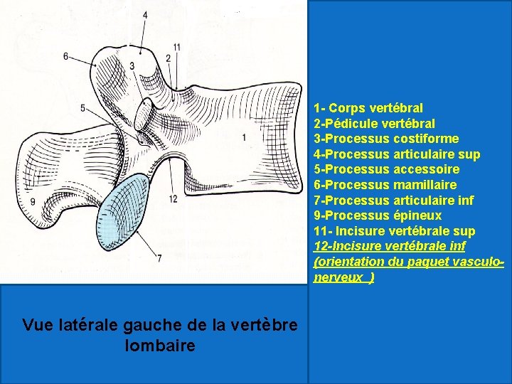 1 - Corps vertébral 2 -Pédicule vertébral 3 -Processus costiforme 4 -Processus articulaire sup