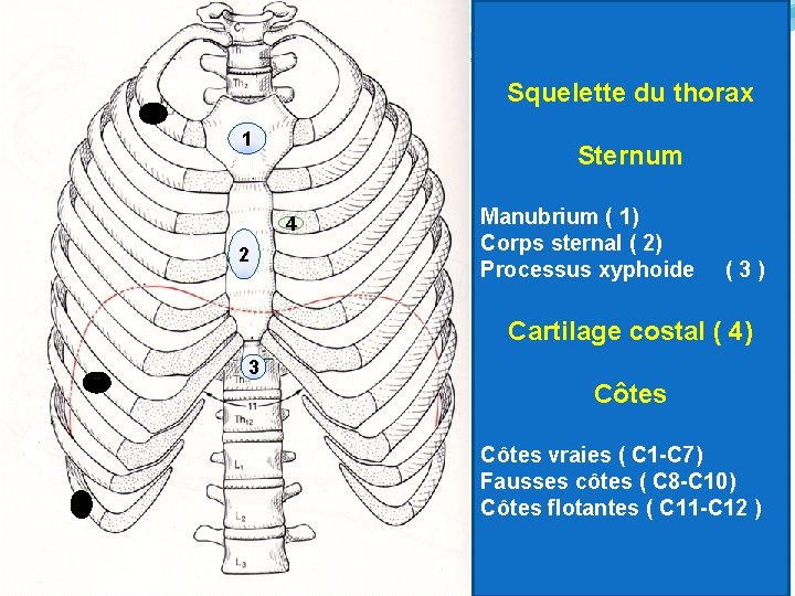 Squelette du thorax Sternum 1 4 2 Manubrium ( 1) Corps sternal ( 2)