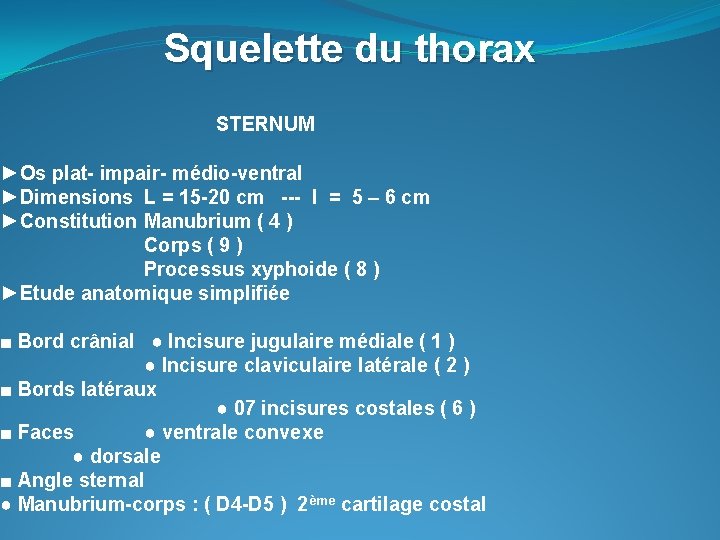 Squelette du thorax STERNUM ►Os plat- impair- médio-ventral ►Dimensions L = 15 -20 cm