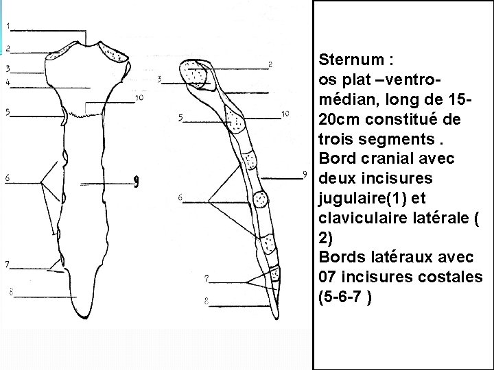 Sternum : os plat –ventromédian, long de 1520 cm constitué de trois segments. Bord